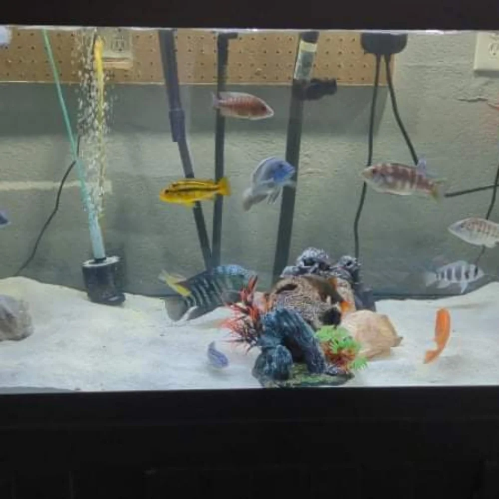 180 gallon fish tank